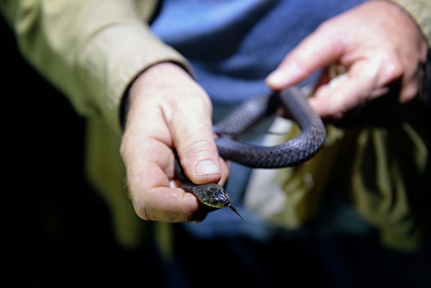 Spotlighting a snake at Fogg Dam.