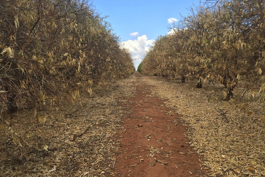 Citrus trees dying without water.