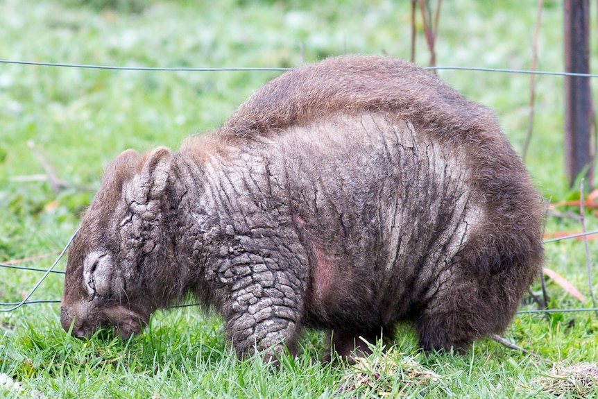 Female wombat suffering from a mite infestation known as mange.