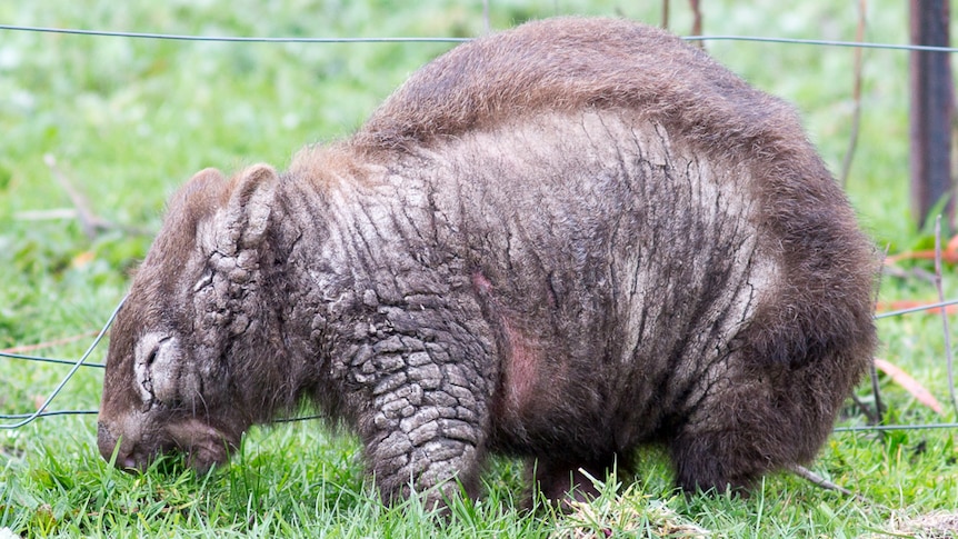 Female wombat suffering from a mite infestation known as mange.