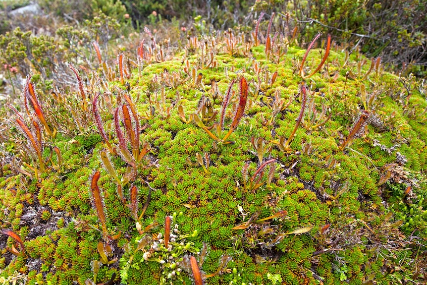 Drosera murffeti and Drosera arcturi growing together Hartz Mountains Tasmania