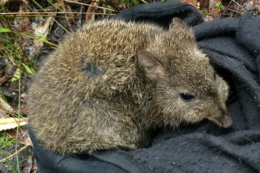 A small brown marsupial with short ears curled up on a blanket on the ground