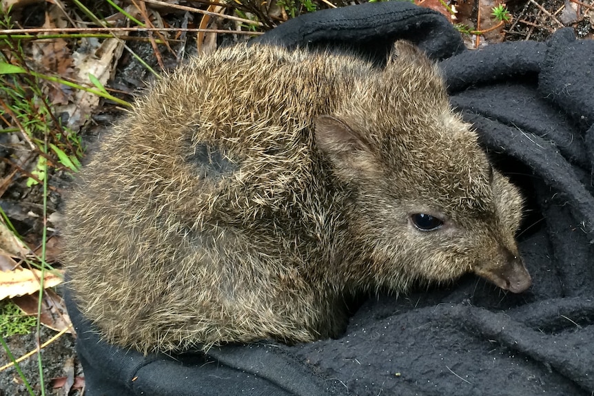 A small brown marsupial with short ears curled up on a blanket on the ground