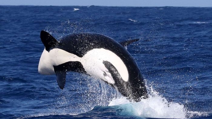 An orca breaching off the Australian coast