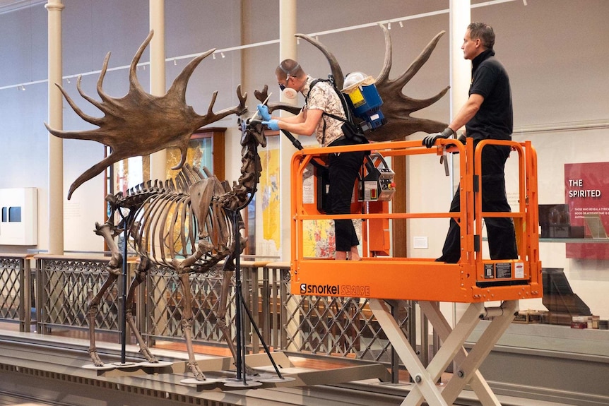 Sheldon Teare cleaning an Irish Elk skeleton with brush and vacuum