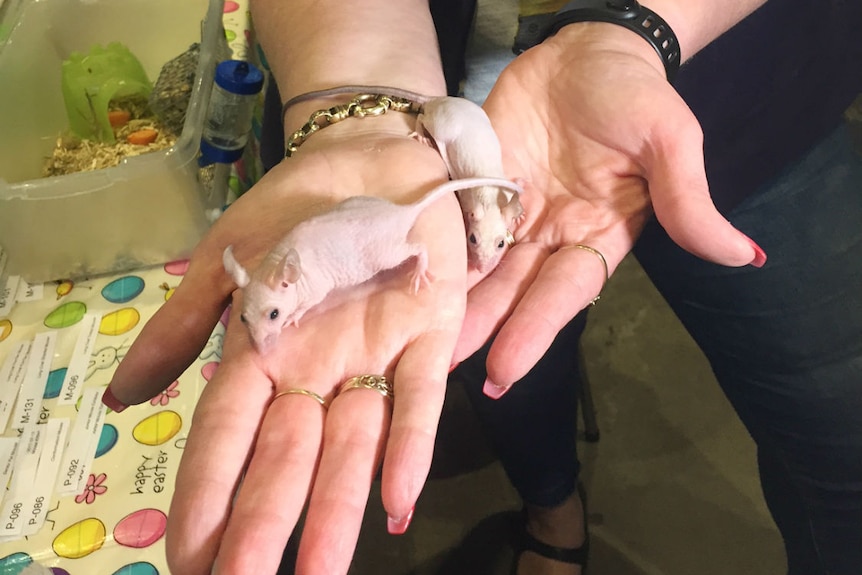 Two mice in a woman's hands.