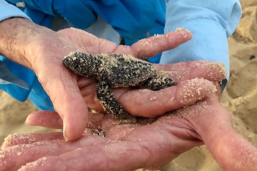 A turtle hatchling held in a volunteer's hands.