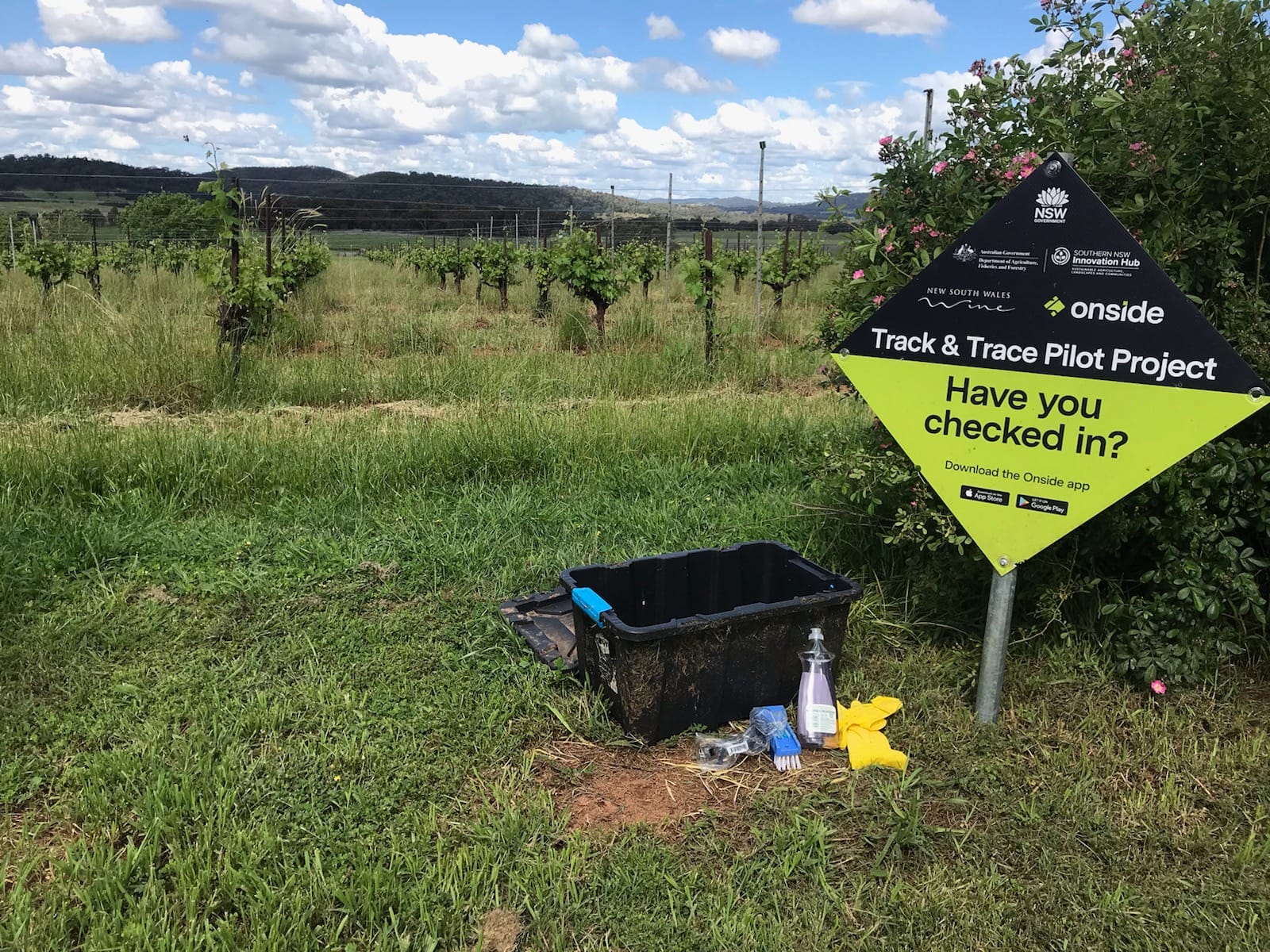 Mudgee vineyards worried about devastating pest as tourism booms ABC News