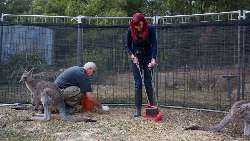 Manfred crouches in a pen, picking up roo droppings with a gloved hand, while Helen Round uses a dustpan and brush, roos nearby.