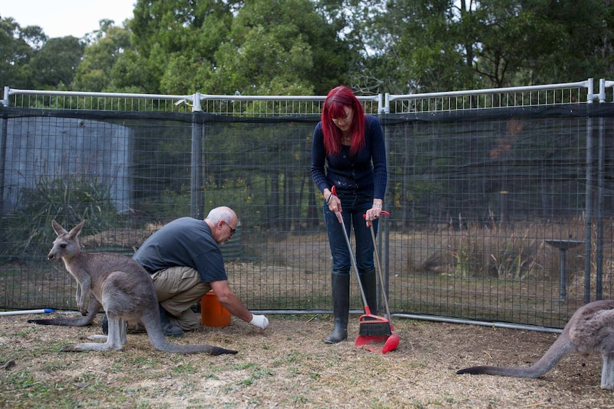Manfred crouches in a pen, picking up roo droppings with a gloved hand, while Helen Round uses a dustpan and brush, roos nearby.