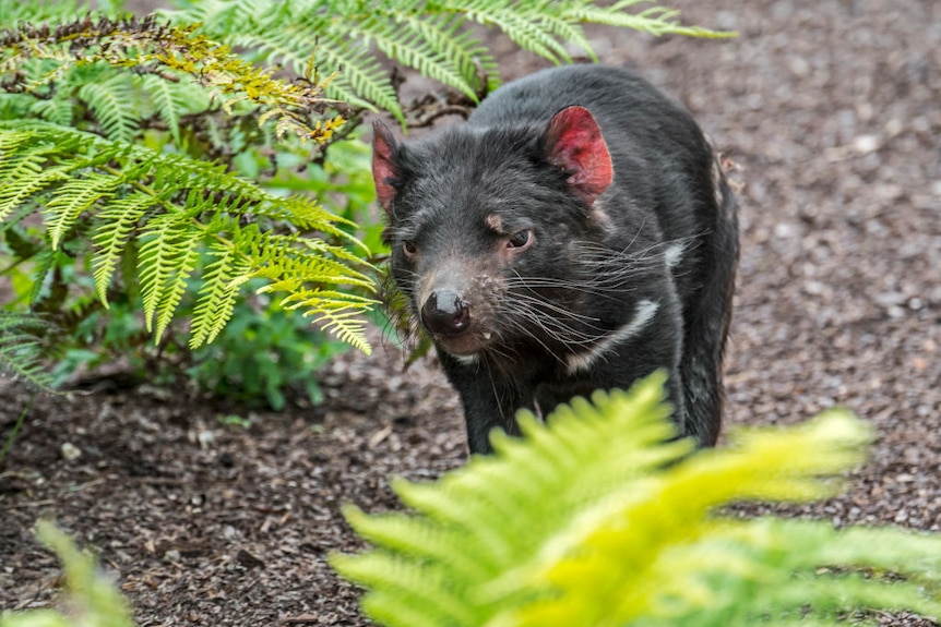 Tasmanian Devil