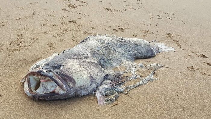 Seekor ikan raksasa ditemukan terdampar di pantai Bundaberg