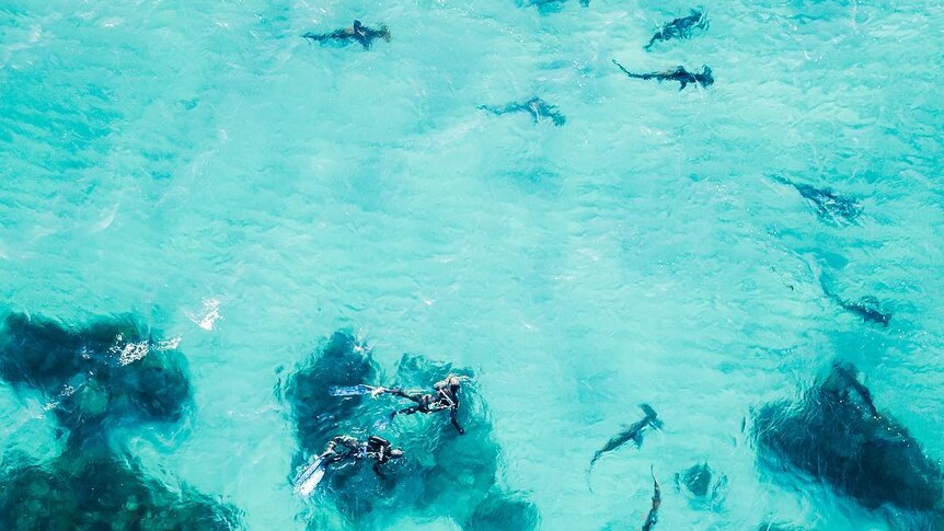 A drone photo of two people swimming with a school of hammerhead sharks.