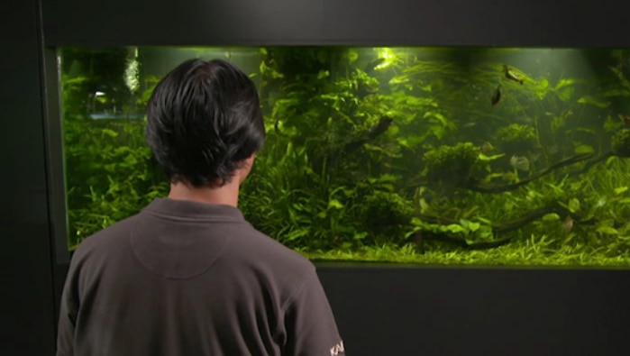 Back of man sitting in front of large fish tank full of underwater plants