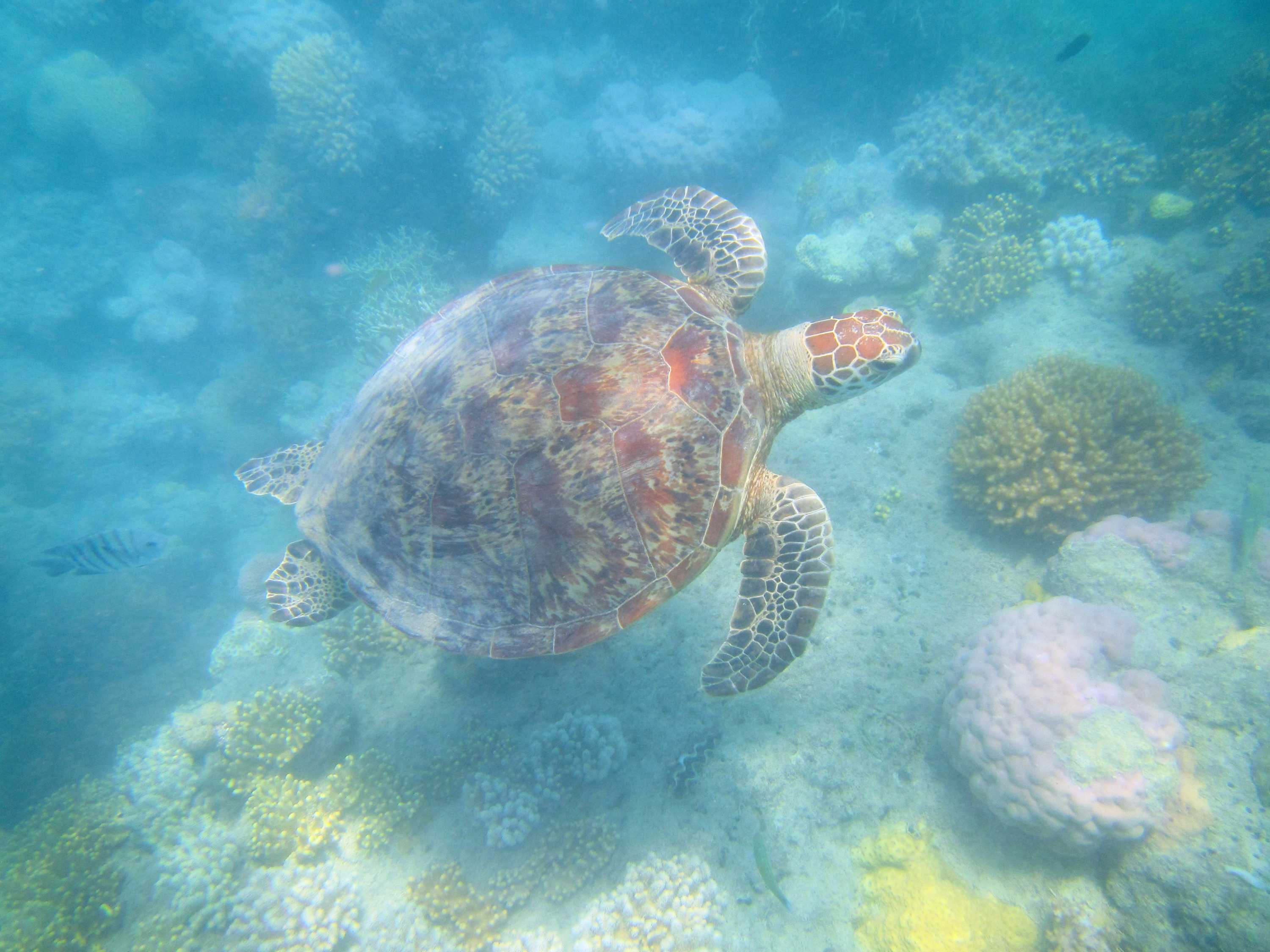 A large turtle swimming through coral.