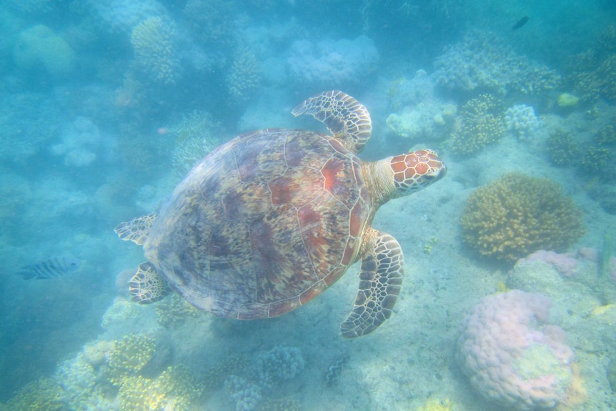 A large turtle swimming through coral.