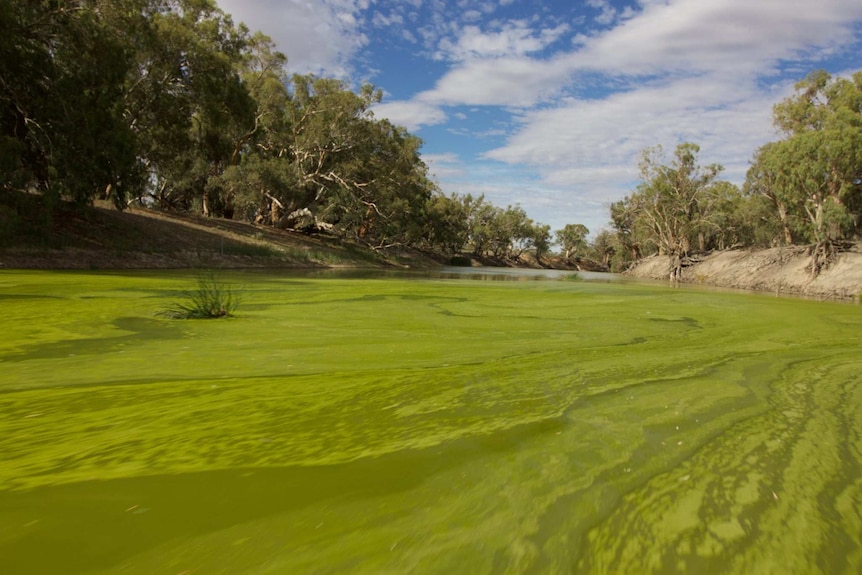 blue-green algal blooms across the surface of a river