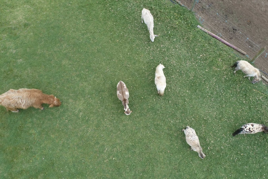 A range of farm animals are seen grazing from above.