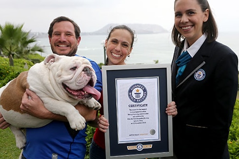 Otto the British bulldog with his owners, adjudicator and official certificate