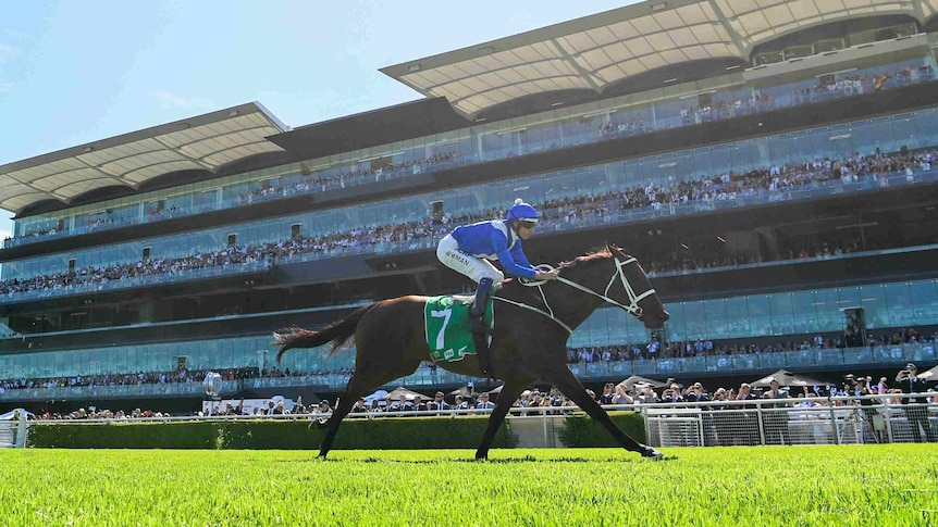 Race horse with jockey.