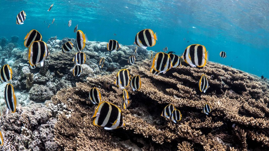 A school of fish near a coral reef.