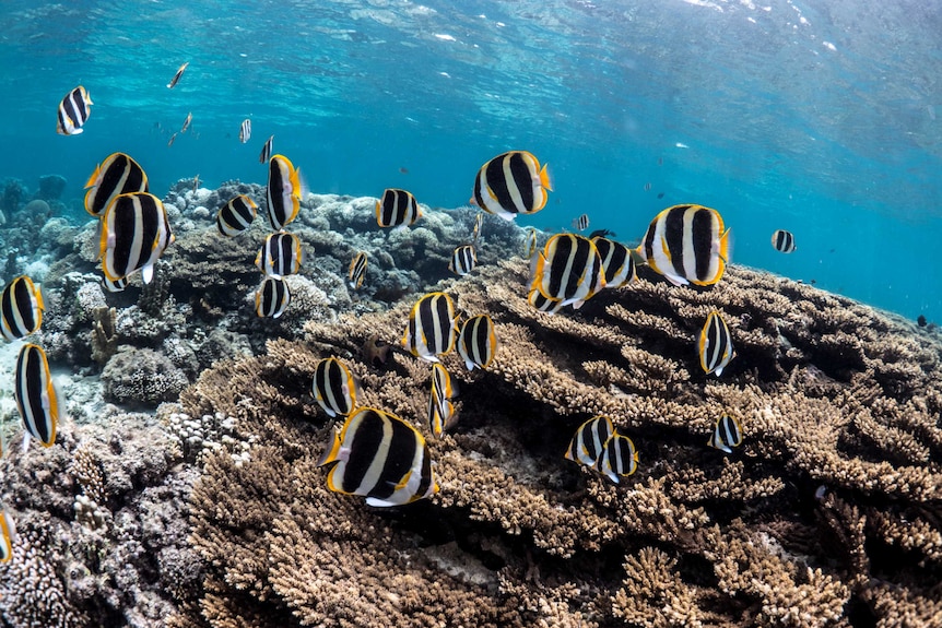 A school of fish near a coral reef.