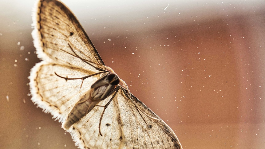 moth on a window