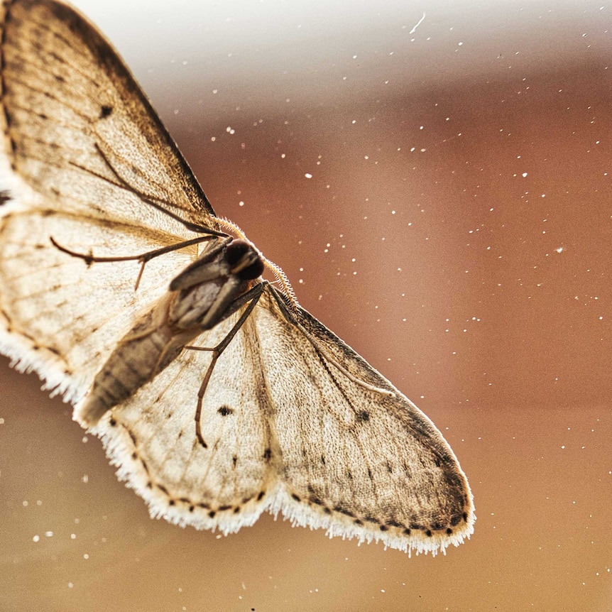 moth on a window