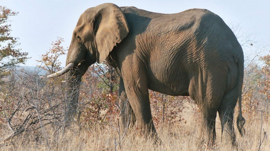 Elephant in Kruger National Park