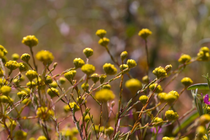 Yellow flowers growing from red sand