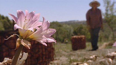 Olives and Naked Ladies - Gardening Australia