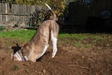 A medium-sized dog digs in a backyard.