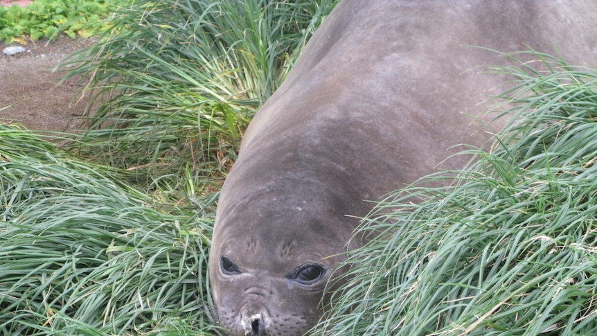 Macquarie Island elephant seal.