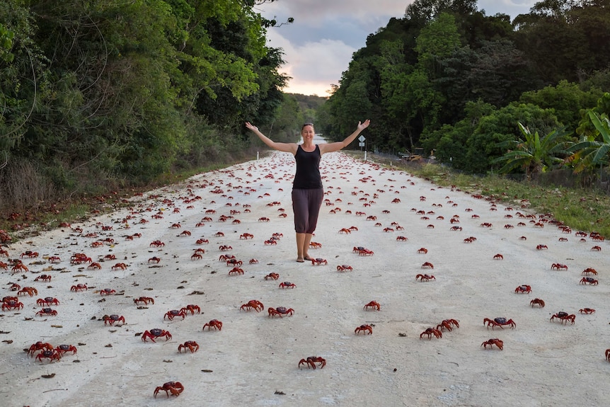 Red crabs surround a woman standing on  a Christmas Island,