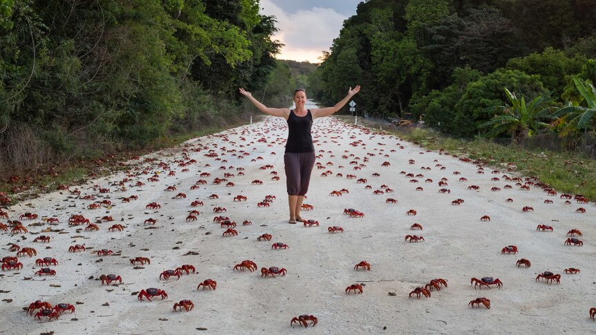 Red crabs surround a woman standing on  a Christmas Island,