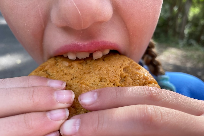 Little Girl Guide holds big cookie up to her mouth with her little hands.