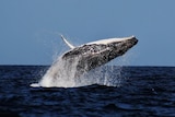 A whale breaches of Tasmania's Tasman Peninsula.
