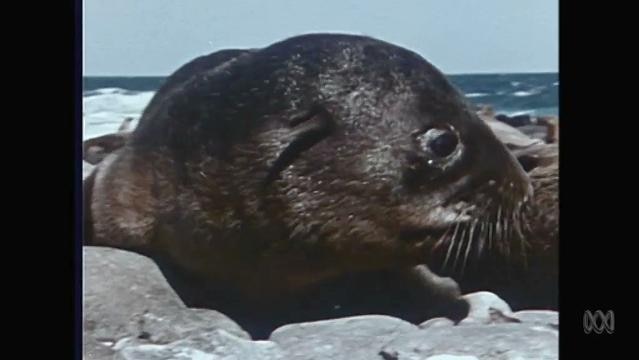 Seal sits on rocks