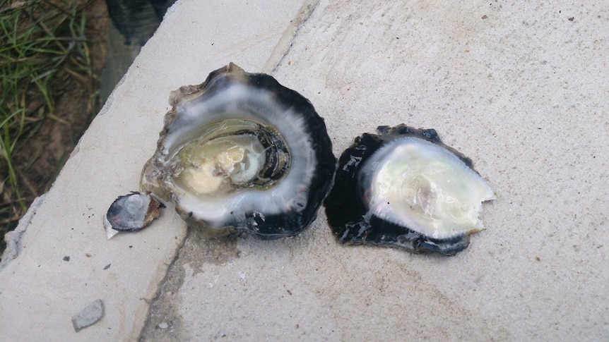 Close up of oyster shell