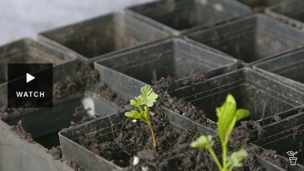 A seedling growing in a pot in a tray. Has Video.