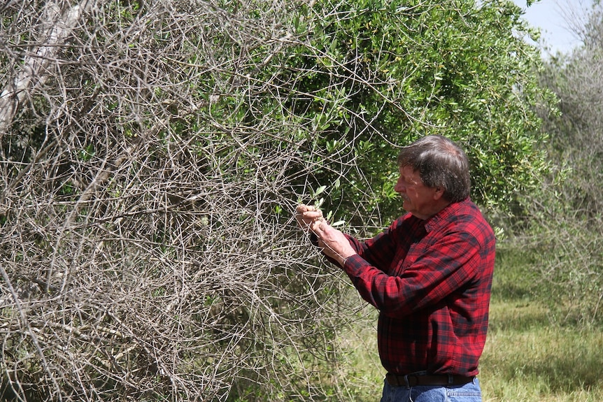 John Wholley among trees infected by lace bug