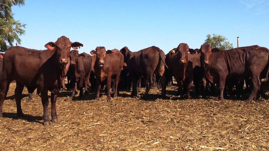 A small mob cattle stand in a paddock