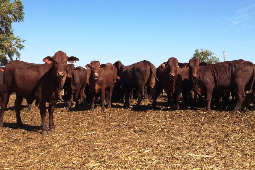 A small mob cattle stand in a paddock