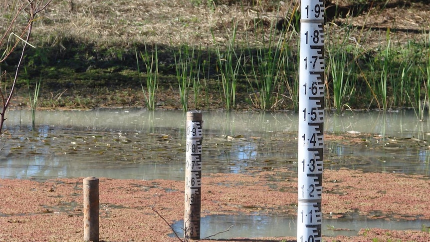Water height measurements stick out from the wetland water.