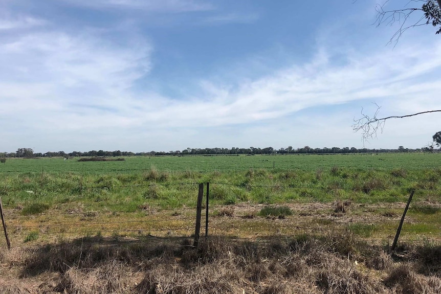 Photo of a green paddock and blue sky.