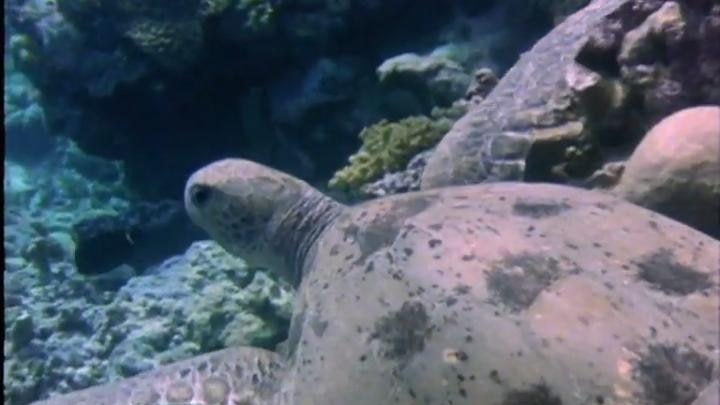 Turtle swims underwater
