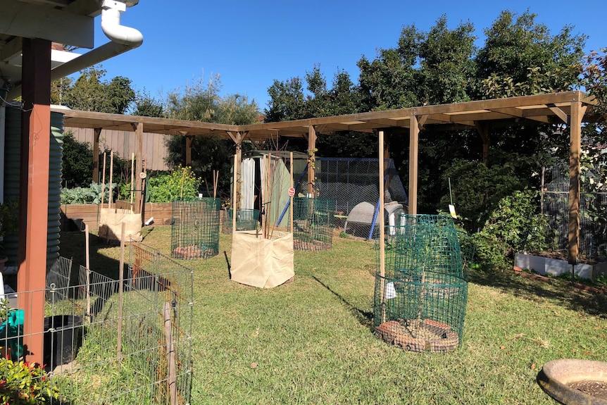 A photo of Kim's backyard and plants.