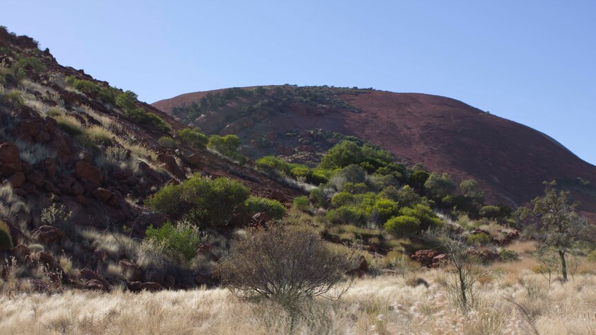 Buffel grass in the APY lands