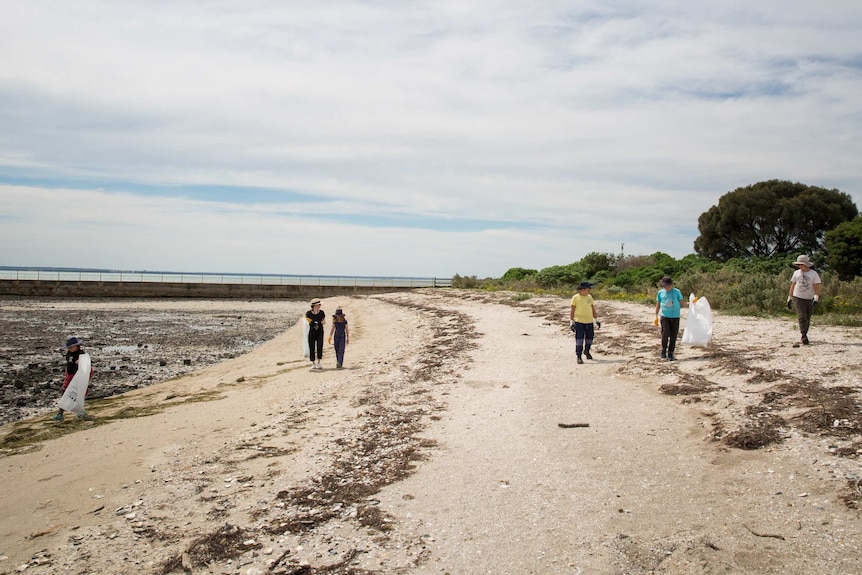 Students and teacher fan out in a line along the beach, bags for collecting marine debris in hand.