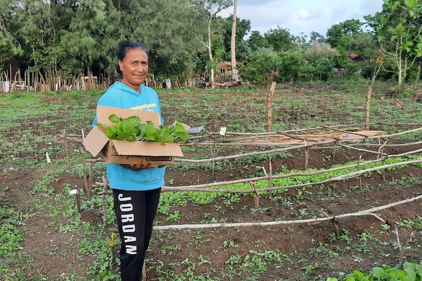 A Tongan woman stands among crops holding a box of lettuce. 